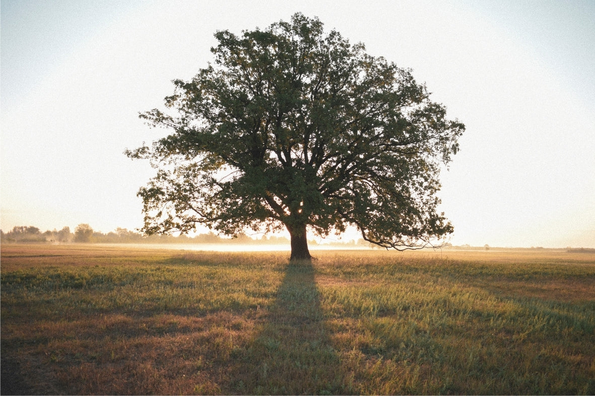tree with large branches