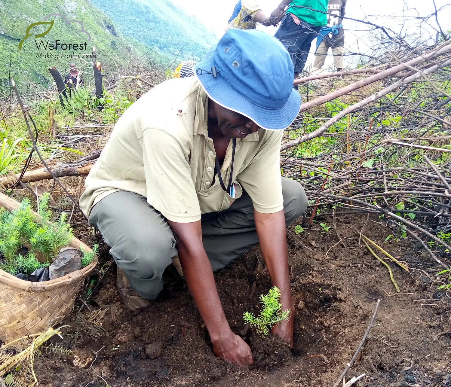 Reforestation of forest made by a person planting a tree